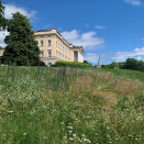 Deler av Slottsparken er lagt ut til blomstereng. Områdene er på om lag 5 000 kvadratmeter. Foto: Liv Osmundsen, Det kongelige hoff